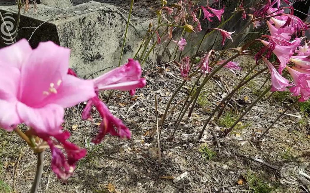 Crisis looms on how to dispose of the dead: RNZ Checkpoint