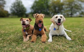 Councillor Josephine Bartley, Chair of the Regulatory and Safety Committee, stresses that dog registration is mandatory, calling the infringement notices a final warning for non-compliant owners.