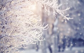 Branches in hoarfrost and snow in the winter, are lit with the sun.