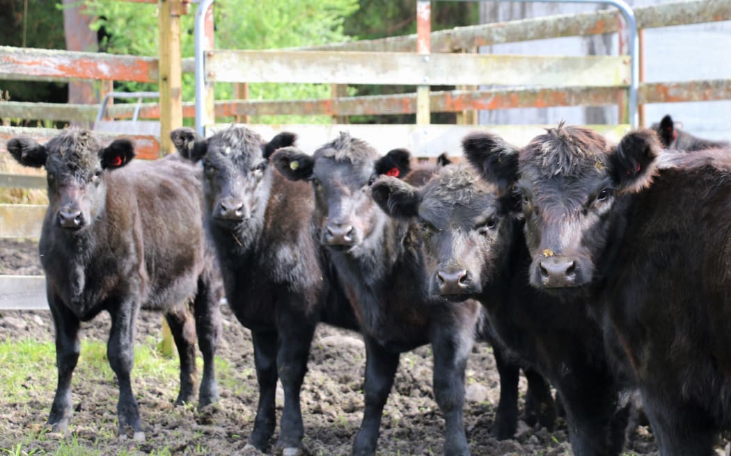 A year on the farm