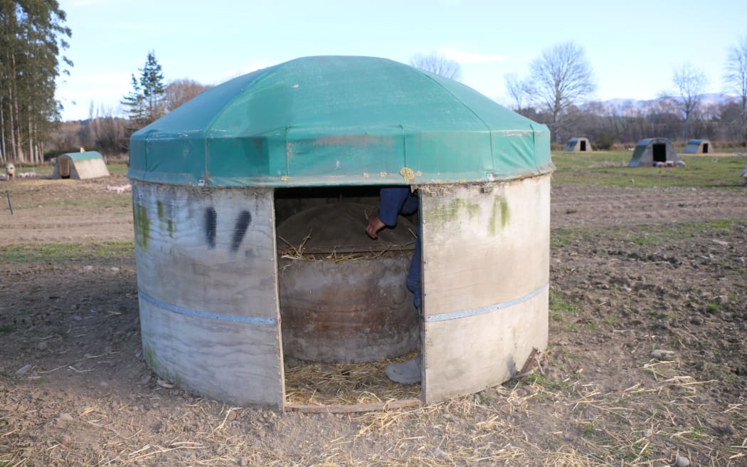 free range pig farm