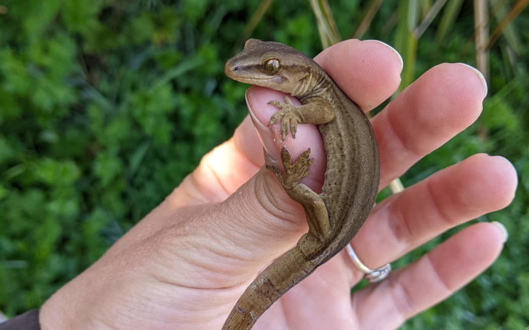 Gecko + Lily Tidwell