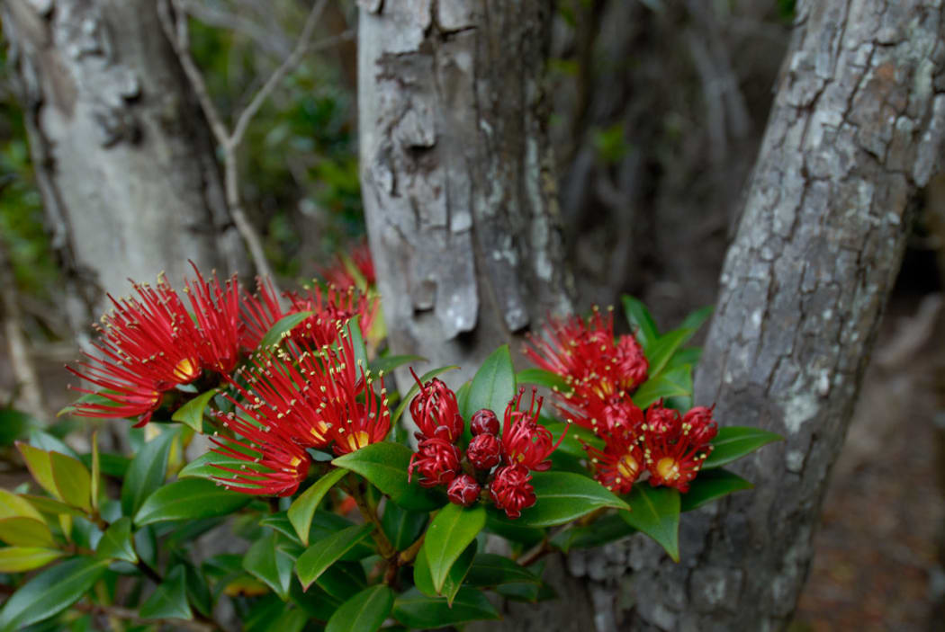 Southern rata, Auckland Islands