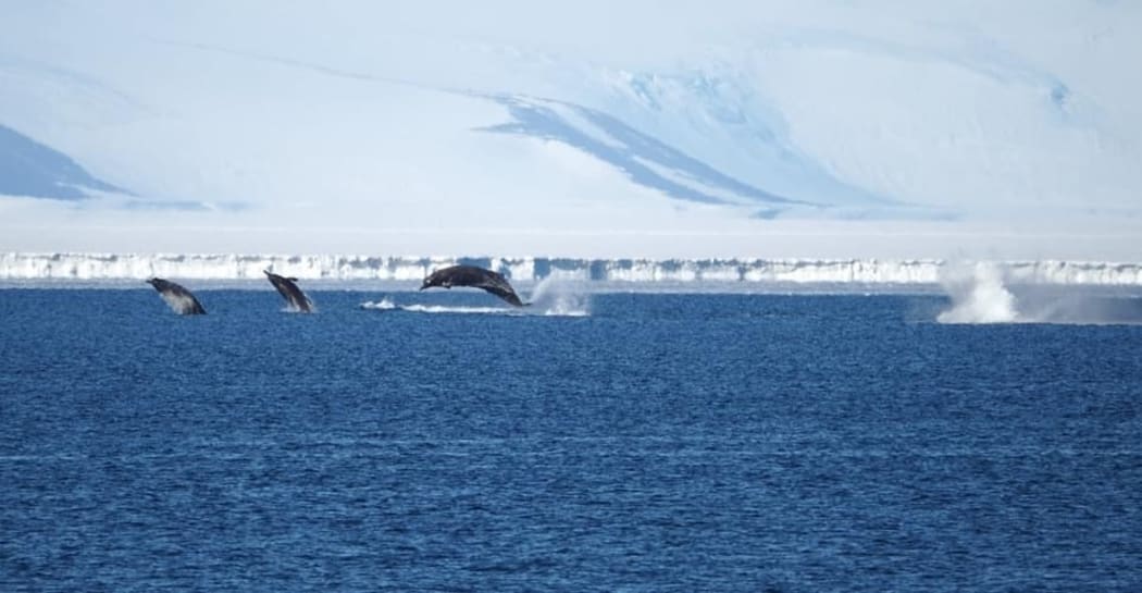 Arnoux's beaked whales photographed by the Antarctica NZ team at Scott Base.