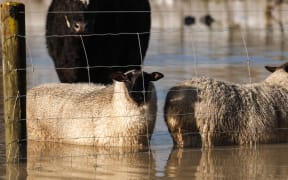 Animals standing in flooded paddocks in the Nelson Tasman region. Weather flooding generic.