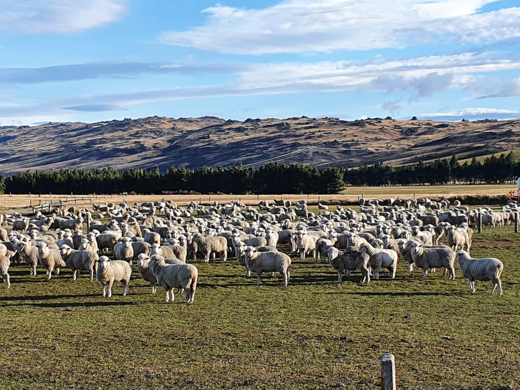 Otago