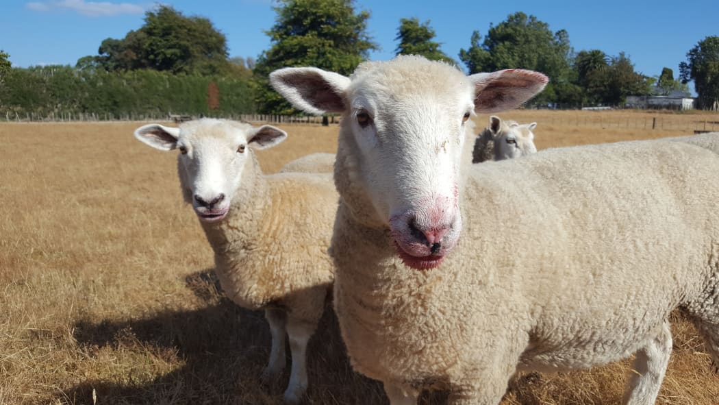 Sheep being fed plums in dry Waikato