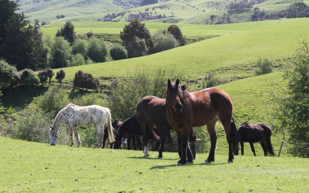 Horses grazing happily in South Otago