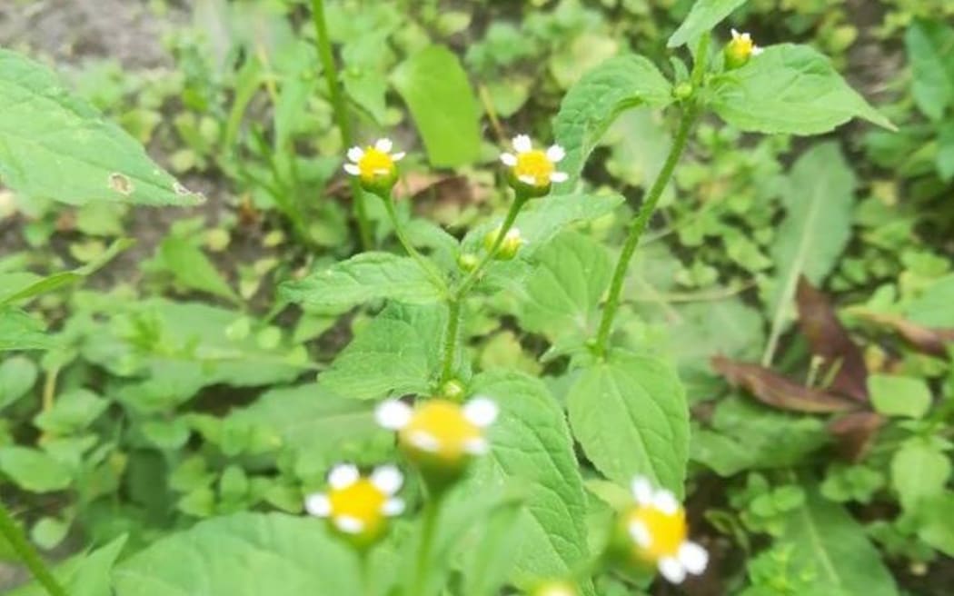 Galinsoga parviflora (gallant soldier) – a soft herbaceous plant that that will always pop up on bare ground.