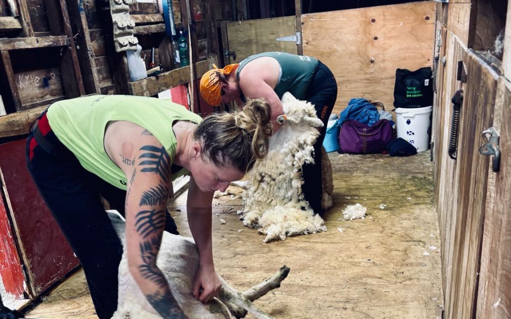 Competitive speed shearer Amy Silcock has set a new eight hour record.