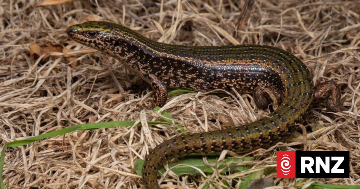 Santana Minerals mining company offers $10m to protect lizards in Central Otago