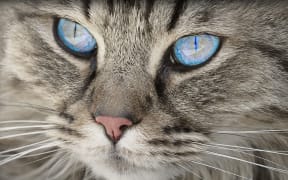 The National Cat Show is back in Christchurch this weekend for the first time since the quakes.