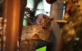 A rat is seen in a Harlem backstreet in the Manhattan borough of New York City on August 1, 2025. New York is waging a war on multiple fronts to combat the near ubiquitous rats that plague city streets and the subway.
Faced with an overwhelming and ever-growing problem, officials have moved beyond gassing burrows to suffocate rodents and are now using high-tech mapping tools to try and sterilize the population in an attempt to gain the upper hand. (Photo by CHARLY TRIBALLEAU / AFP)