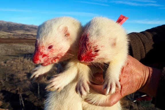 Rabbiting with ferrets top