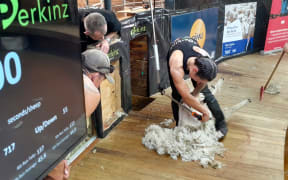 King Country shearer Sacha Bond has taken out a world record by becoming the first woman to shear more than 700 sheep in a nine-hour day.