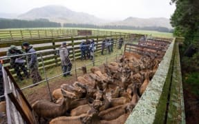Deer sale at High Peak Station