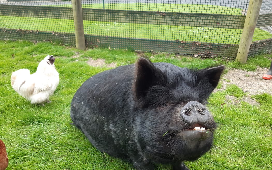Pickle the pig who gets treated like he is a dog.