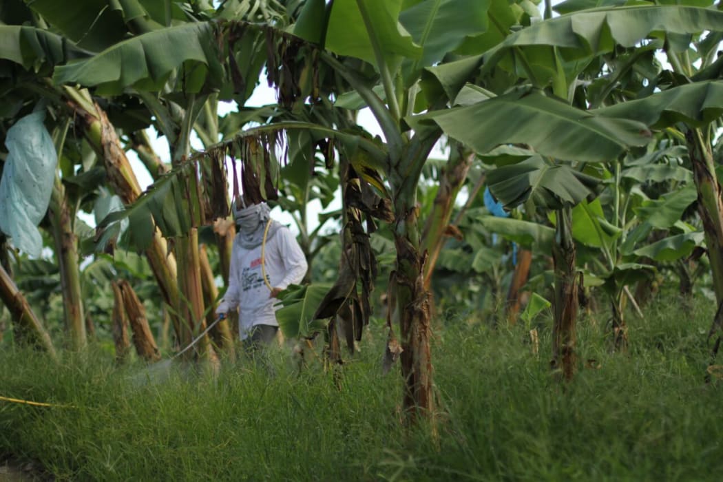 Without proper masks, some workers wrap clothing around their faces as they spray the trees