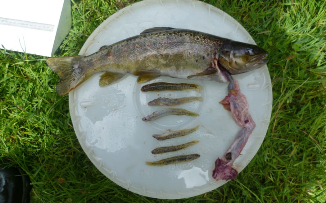 Six endangered Central Otago roundhead galaxias eaten by this brown trout