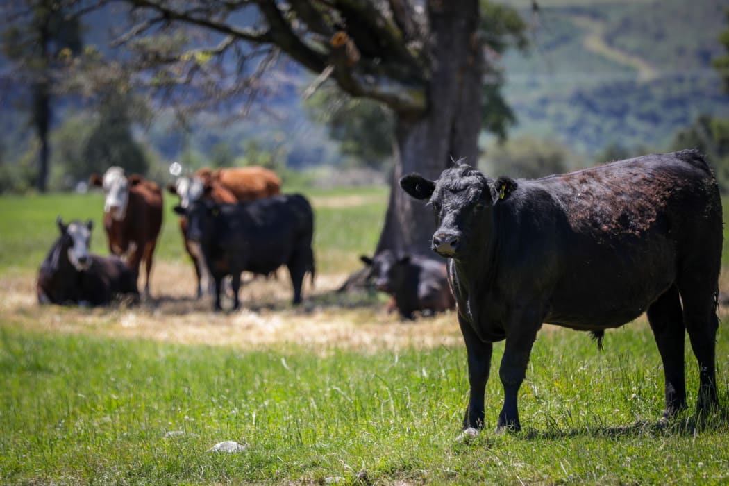 Canterbury region farms