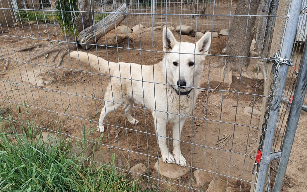 One of six white shepherds in Billy Barton's pest control team. Each dog has its own specialty when it comes to pests