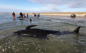 Four pilot whales died after they were stranded on Ruakaka Beach in Northland.