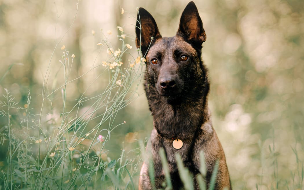 young malinois dog portrait outdoors in summer