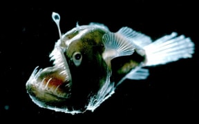 Angler Fish.