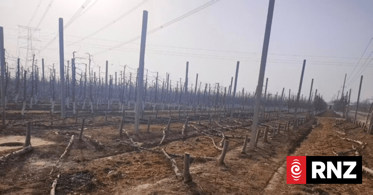 Kiwi company T&G fights to get illegal orchards torn down in China