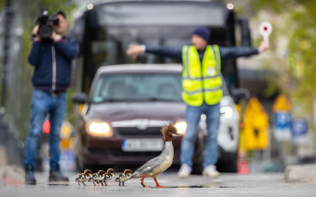 Goosanders cross the road in Poland.