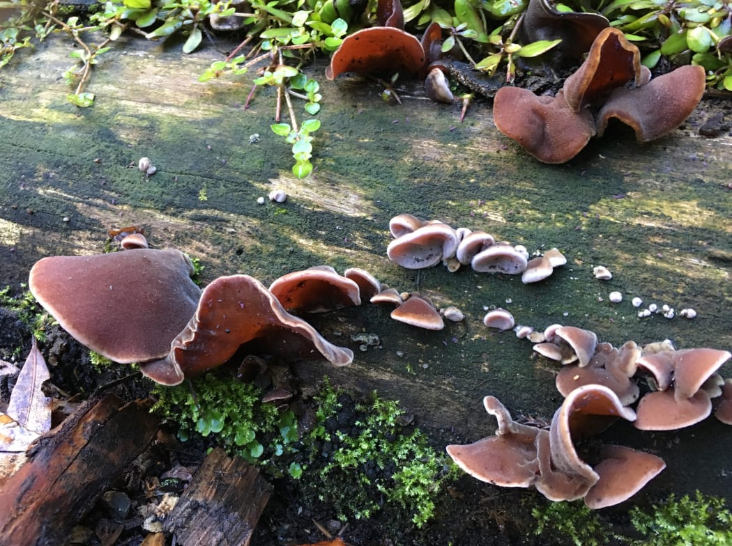 An edible auricularia fungus
