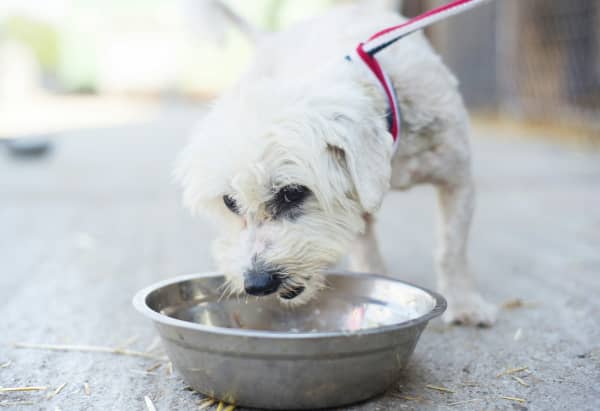 A small white dog eating from a metal bowl while leashed.