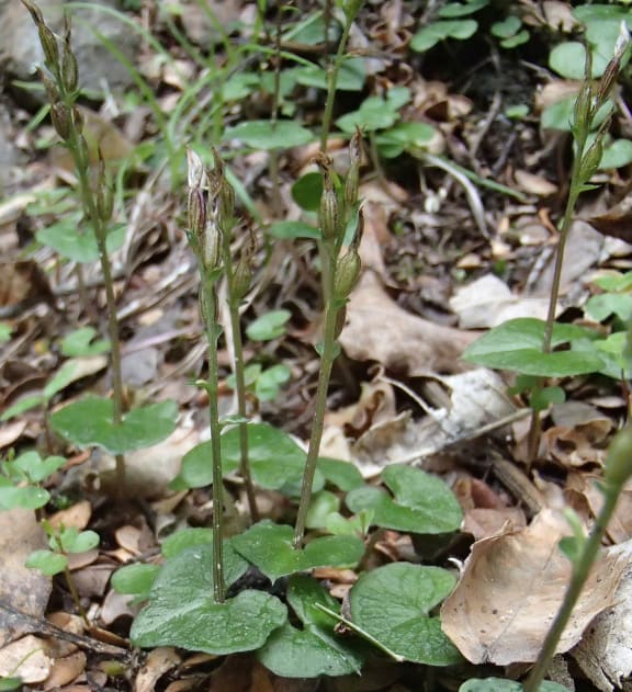 Pixie cap orchids