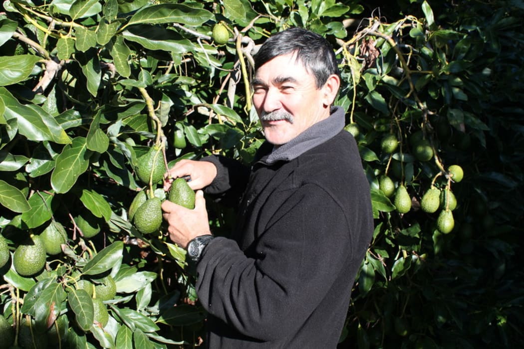 Greg Prince now grows avocadoes in the Bay of Plenty