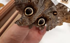 An owl butterfly from Auckland Museum's butterfly collection.