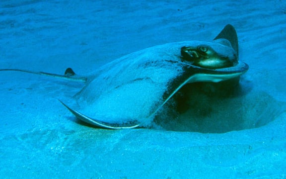 This eagle ray is blowing water out through its gills as it excavates the sand in search of bivalves and other invertebrates to eat.