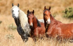 Kaimanawa horses.