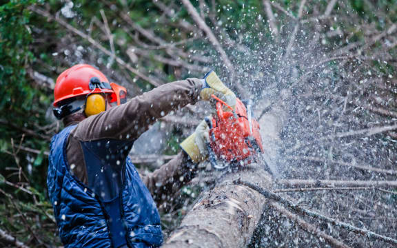 Tree felling