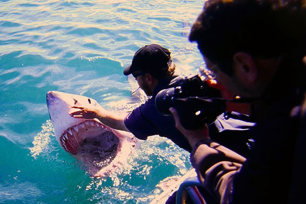 White shark wrangling at Gansbaai, South Africa, 2001