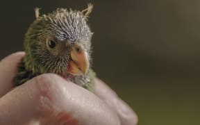 Kākāriki karaka/Orange-Fronted Parakeet chick, South Branch Hurunui, Lake Sumner Forest Park
