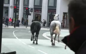 Two of the horses on the loose in central London.