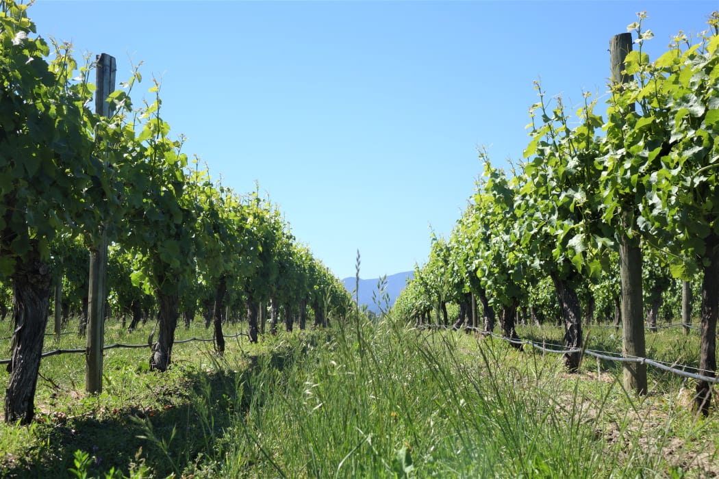 The group that represents Marlborough's vineyards and wineries are getting set for a return of the tourists, now that the main road past many of their front gates is back up and running.