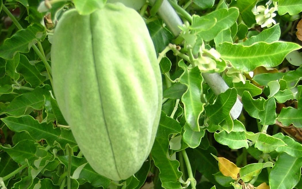 Mothplant