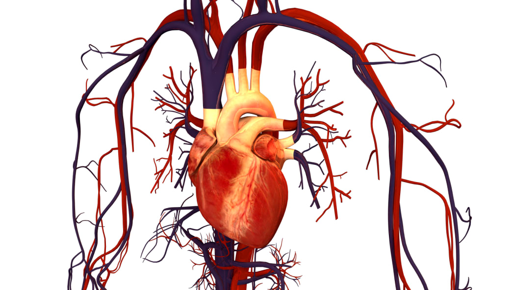 Human Heart