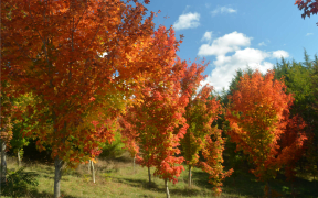 Maple trees