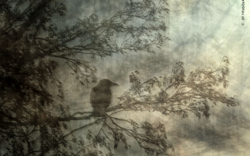 Wildlife Photographer of the Year From demolition ants to a sleepy
