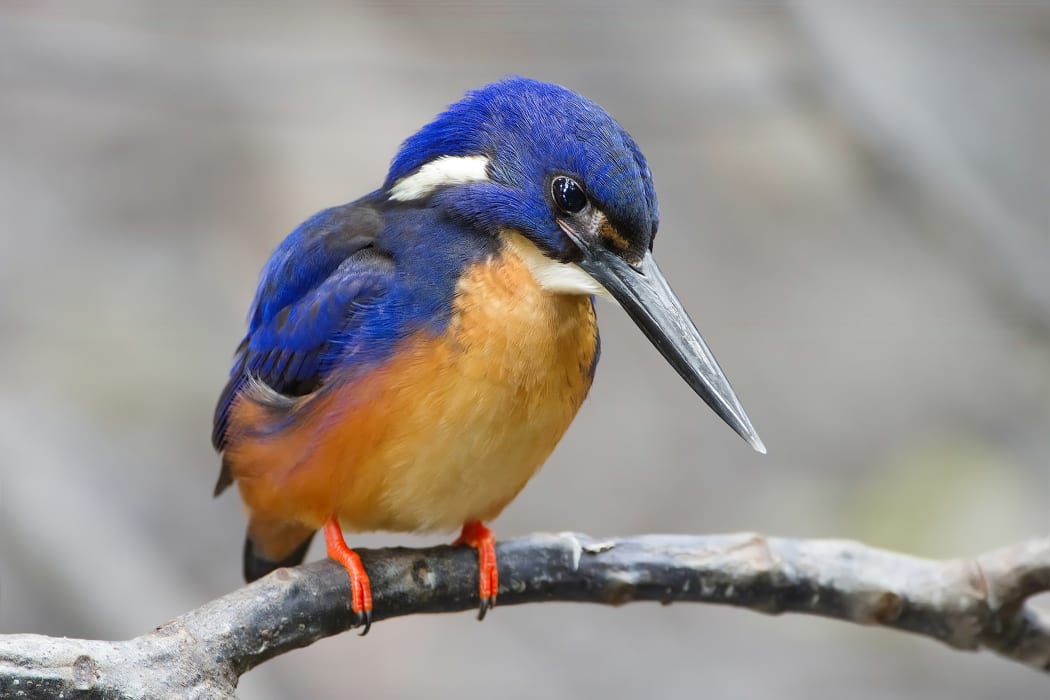 Close-up of an azure kingfisher sitting on a branch
