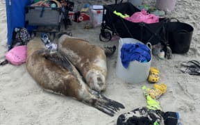 Two sea lions take a rest underneath an awning at the junior carnival in St Clair on Sunday.
