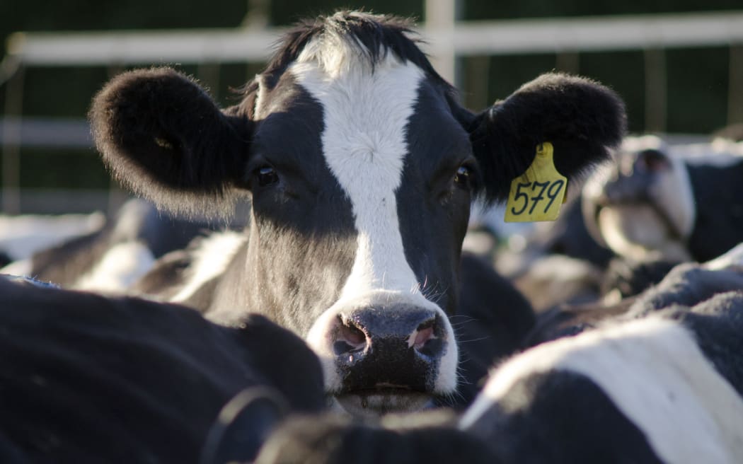 Dairy cows in a milking facility in New Zealand.