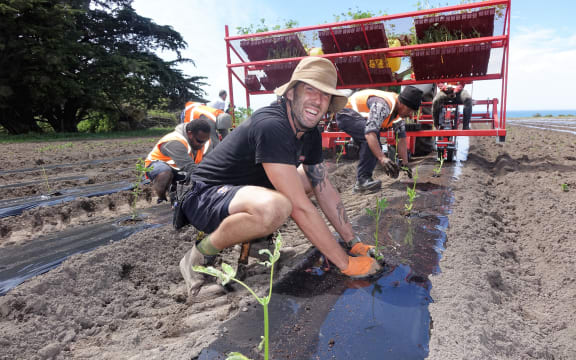 US-based cultivation technician Max Jablonski plants cannabis seedlings in Kēkerengū north of Kaikōura.